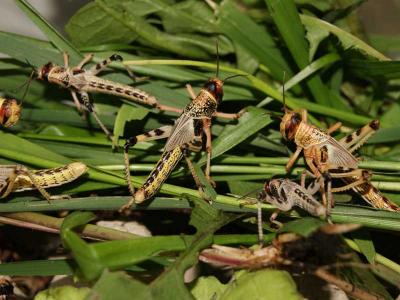 Zoogeschäft Kassel, Zoohaus Süd, Terraristik, Futtertiere 