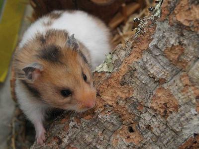Zoohaus Süd Kassel Goldhamster