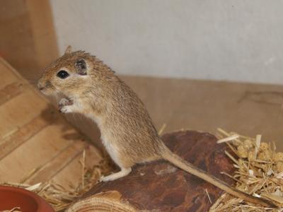 Zoohaus Süd Kassel Nager